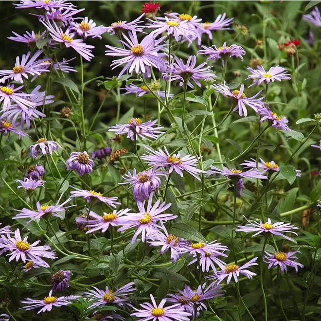 Aster x frikatii 'Monch' offers at £9.99 in Webbs