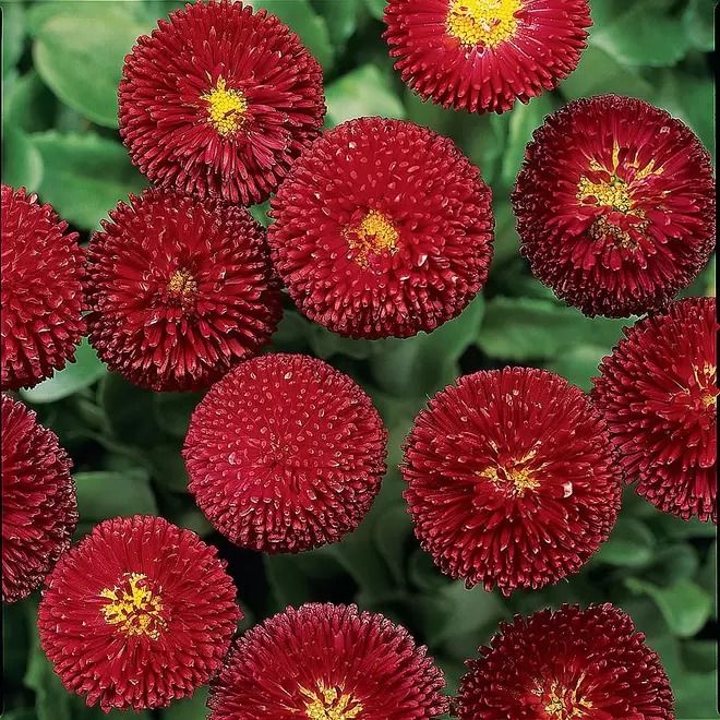 Bellis 'Bellissima Red' offers at £2.99 in Webbs