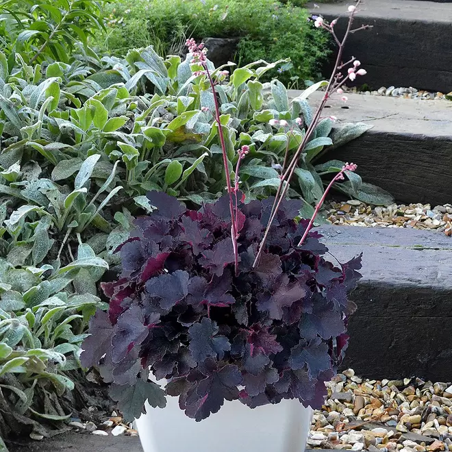 Heuchera 'Little Cutie Coco' offers at £5.99 in Webbs