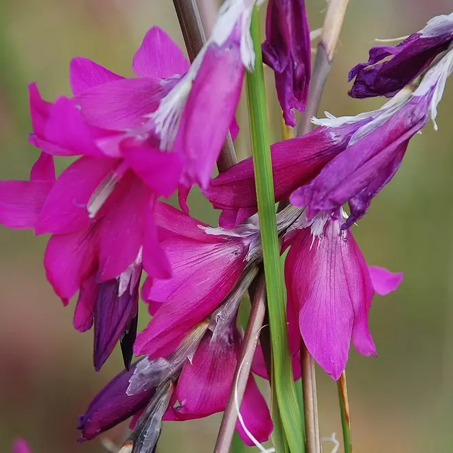 Dierama 'Blackberry Bells' offers at £12.99 in Webbs