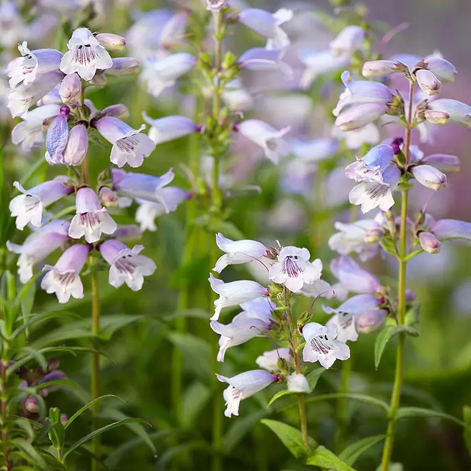 Penstemon 'Sour Grapes' offers at £9.99 in Webbs