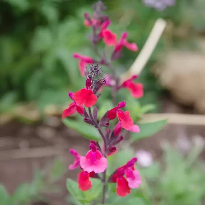 Salvia microphylla 'Wine and Roses' offers at £9.99 in Webbs