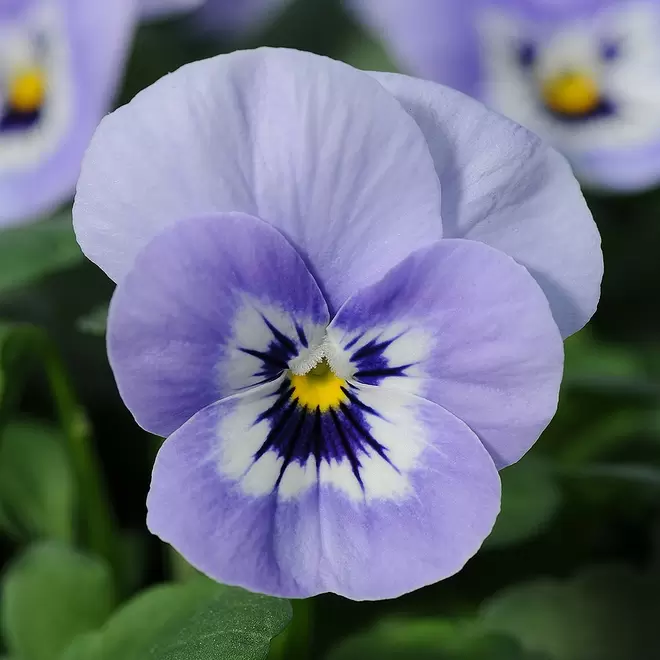 Viola Sorbet 'Marina' offers at £2.99 in Webbs