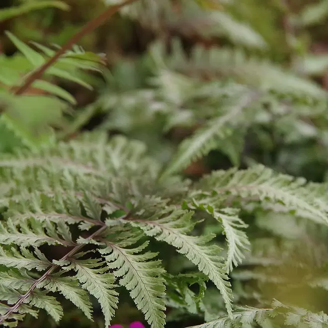 Athyrium niponicum 'Metallicum' offers at £10.99 in Webbs