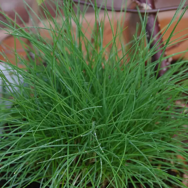 Festuca 'Blue Haze' offers at £9.99 in Webbs