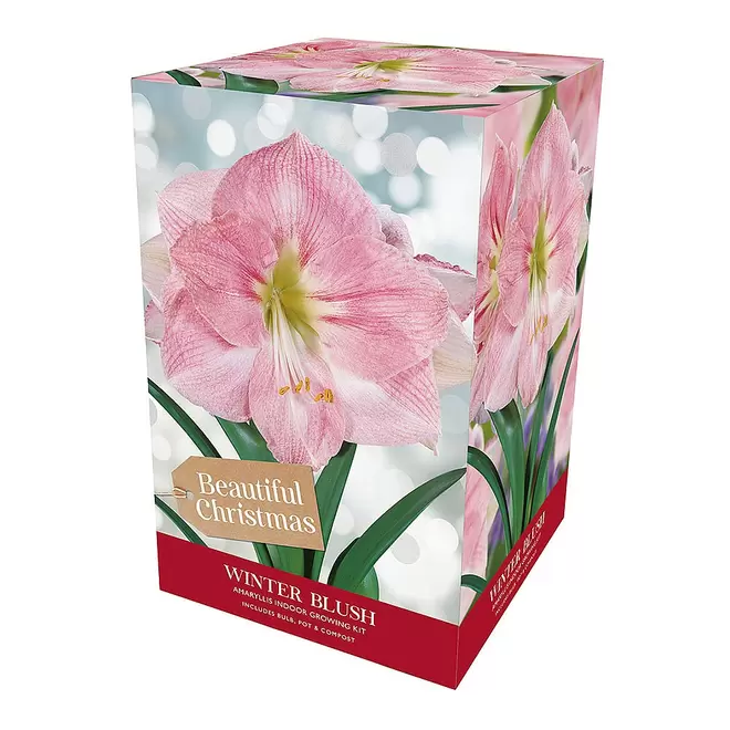 Amaryllis 'Winter Blush' Gift Pack offers at £9.99 in Webbs