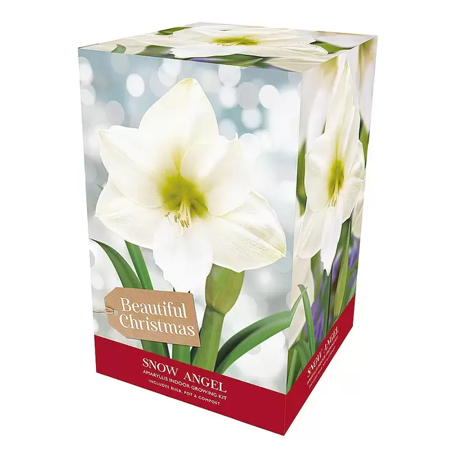 Amaryllis 'Snow Angel' Gift Pack offers at £9.99 in Webbs