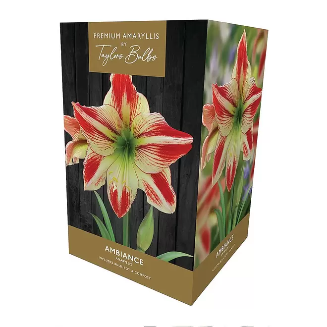 Amaryllis 'Ambiance' Gift Pack offers at £12.99 in Webbs