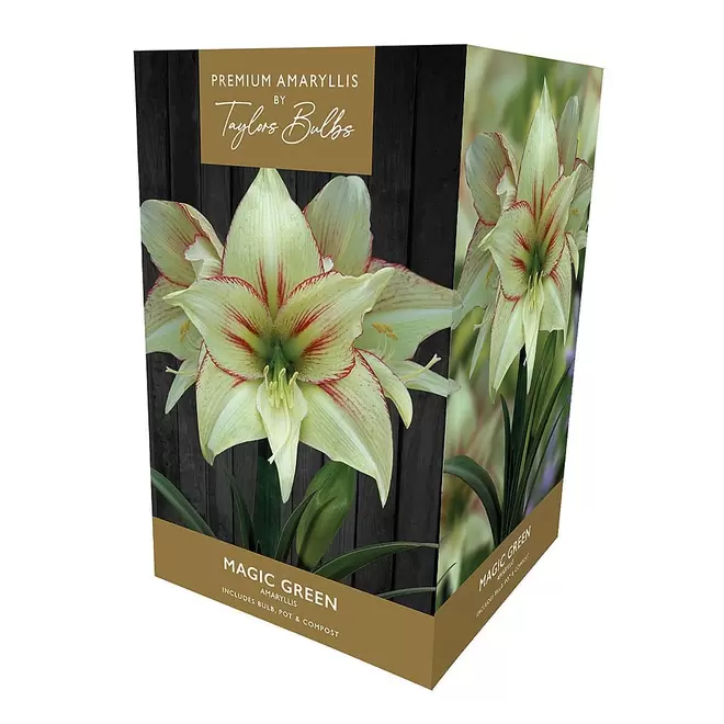 Amaryllis 'Magic Green' Gift Pack offers at £12.99 in Webbs