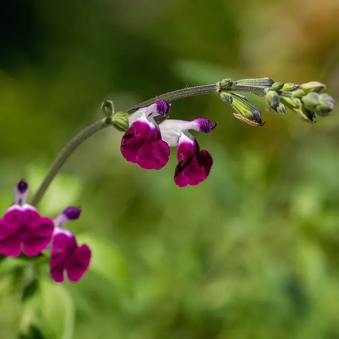 Salvia 'Amethyst Lips' offers at £9.99 in Webbs