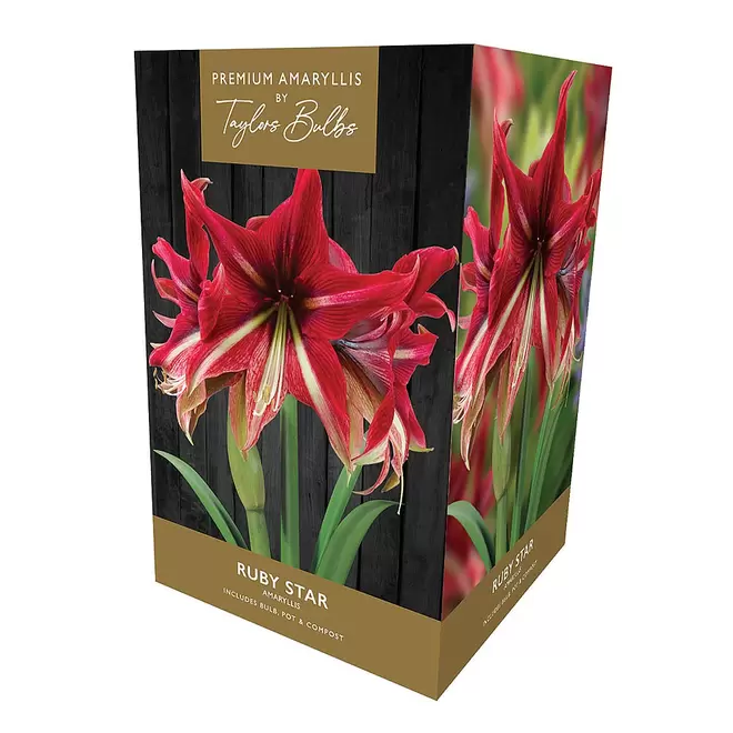 Amaryllis 'Ruby Star' Gift Pack offers at £12.99 in Webbs