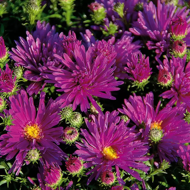 Aster 'Purple Diamond' offers at £49911000 in Webbs