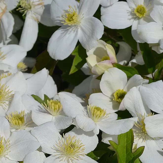 Clematis montana var grandiflora offers at £16.99 in Webbs