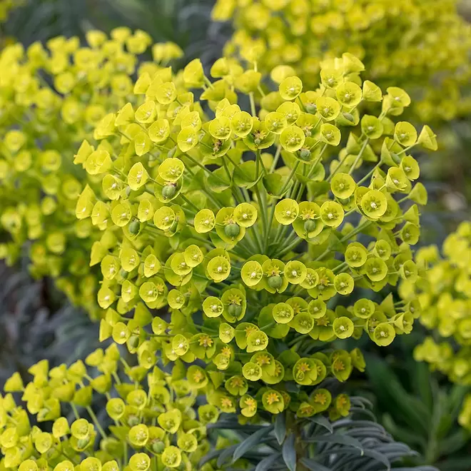 Euphorbia characias subsp. Wulfenii offers at £12.99 in Webbs