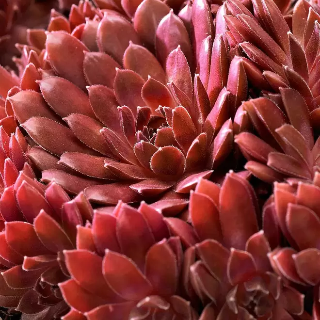 Sempervivum arachnoideum 'Corel Red' offers at £7.99 in Webbs