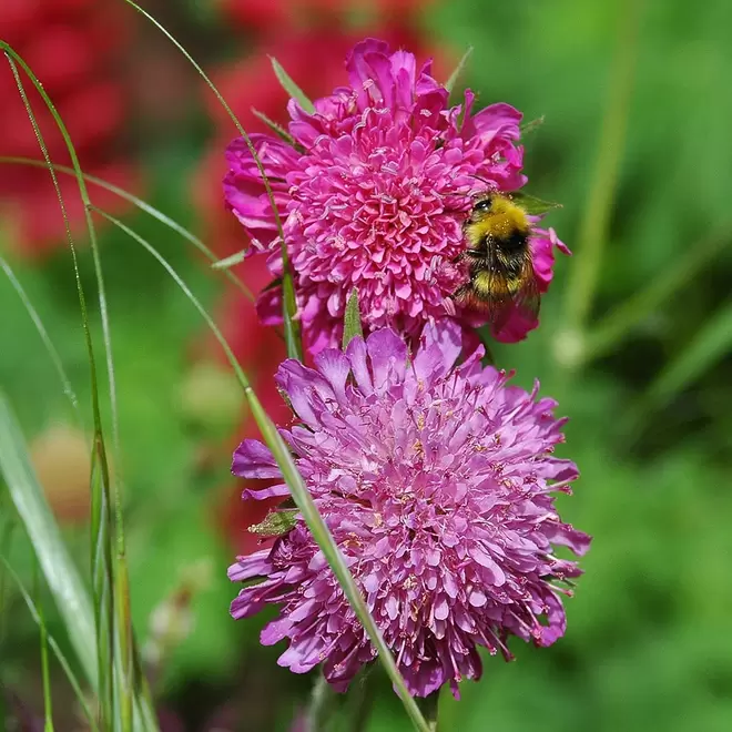 Knautia macedonica 'Melton Pastels' offers at £9.99 in Webbs