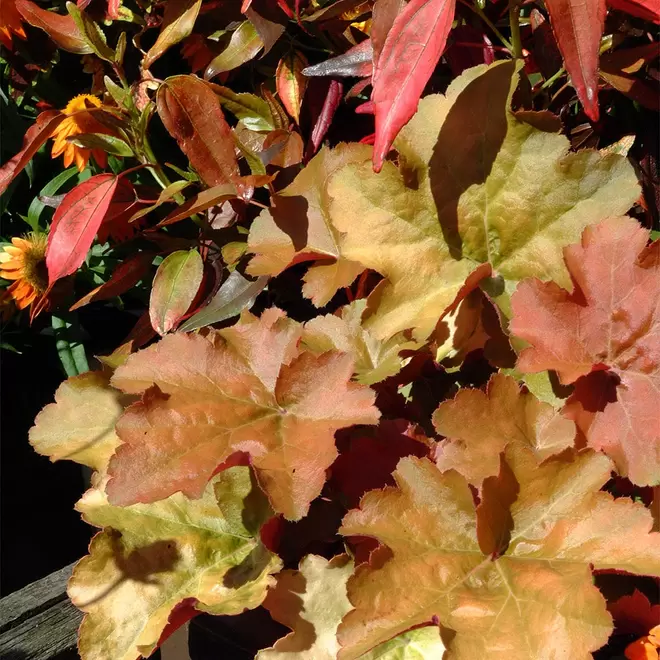 Heuchera 'Crème Brulee' offers at £10.99 in Webbs