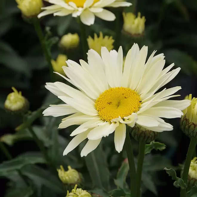 Leucanthemum x superbum 'Banana Cream' offers at £10.99 in Webbs