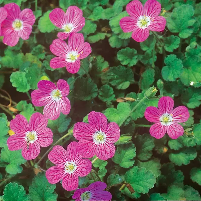 Erodium 'Bishops Form' offers at £3.99 in Webbs