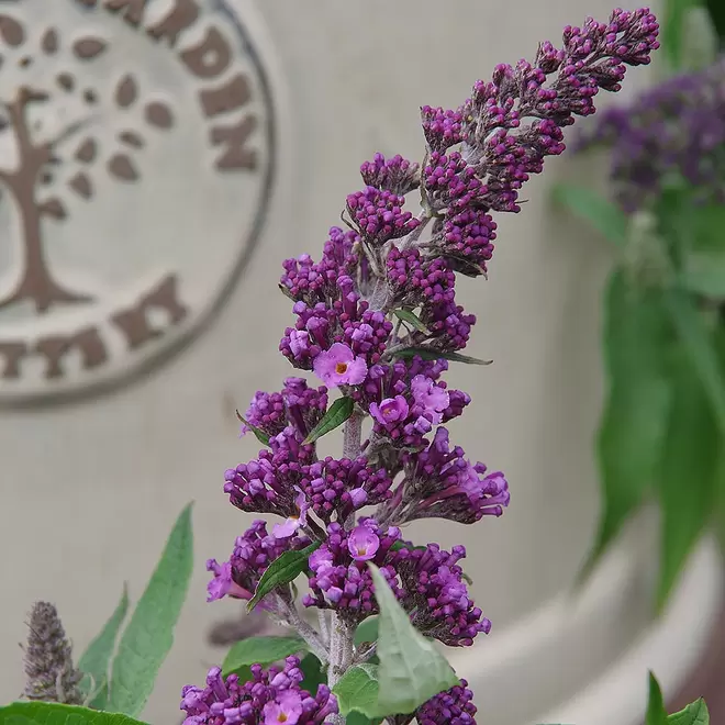 Buddleja 'Rocket Star Orchid' offers at £13.99 in Webbs