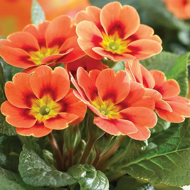 Primula Sphinx 'Real Orange' offers at £3.99 in Webbs