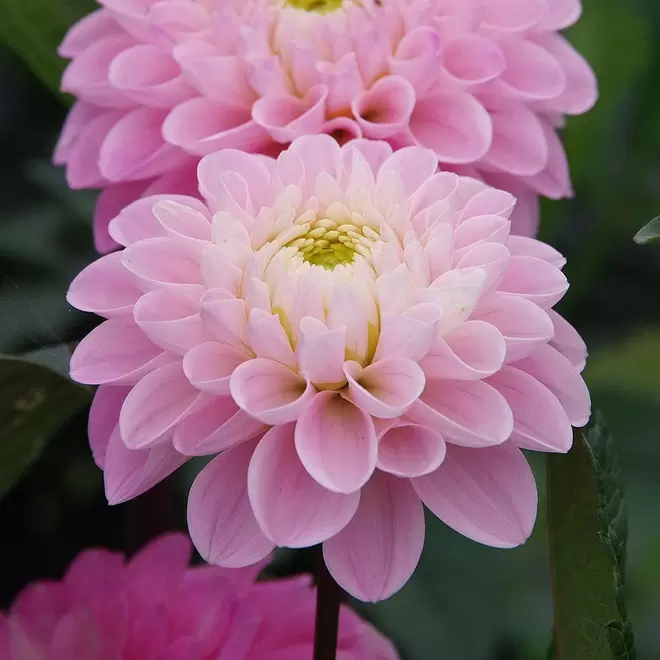 Dahlia 'Wizard of Oz' offers at £4.49 in Webbs