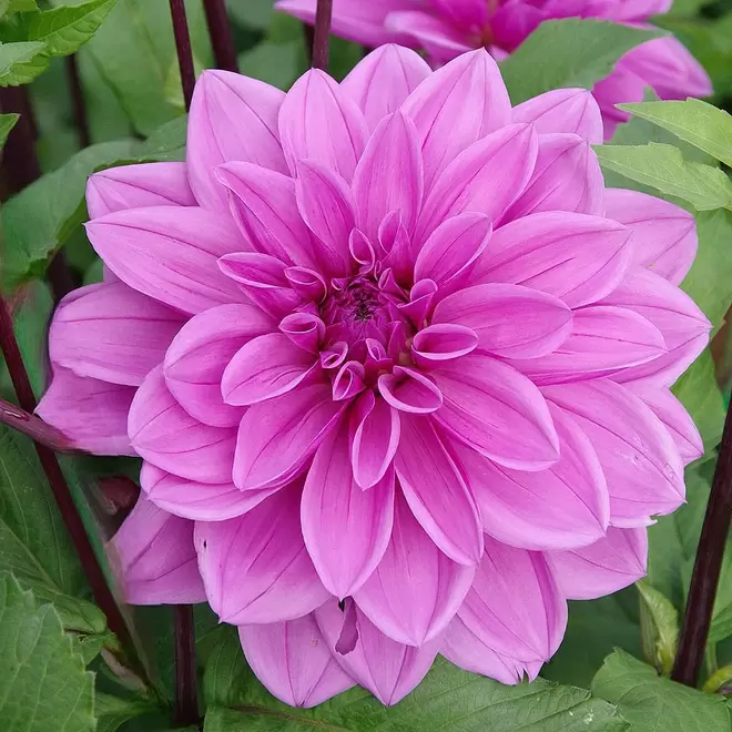 Dahlia 'Lilac Time' offers at £4.49 in Webbs