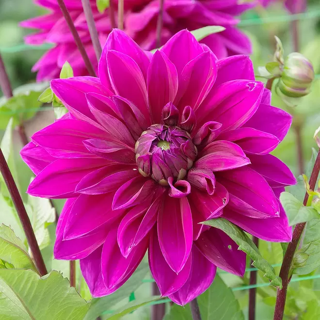 Dahlia 'Thomas A. Edison' offers at £4.49 in Webbs