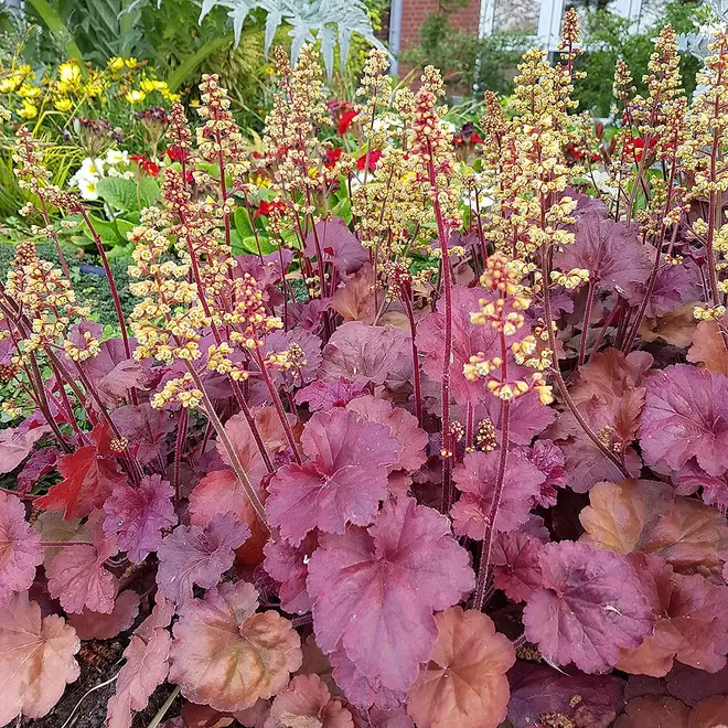 Heuchera 'Little Cutie Blondie' offers at £2995993 in Webbs