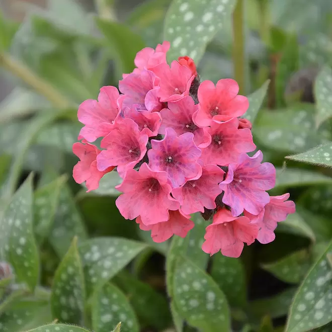 Pulmonaria 'Shrimps on the Barbie' offers at £9.99 in Webbs