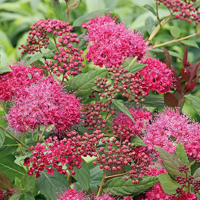 Spiraea 'Plumtastic' offers at £12.49 in Webbs