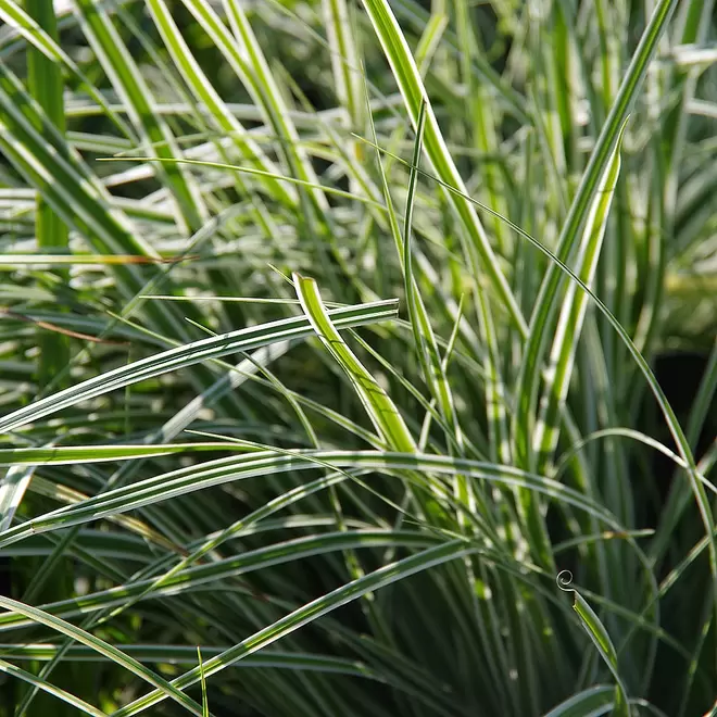 Carex oshimensis 'Everest' offers at £49911000 in Webbs