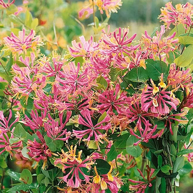 Lonicera x heckrottii 'Goldflame' offers at £16.99 in Webbs