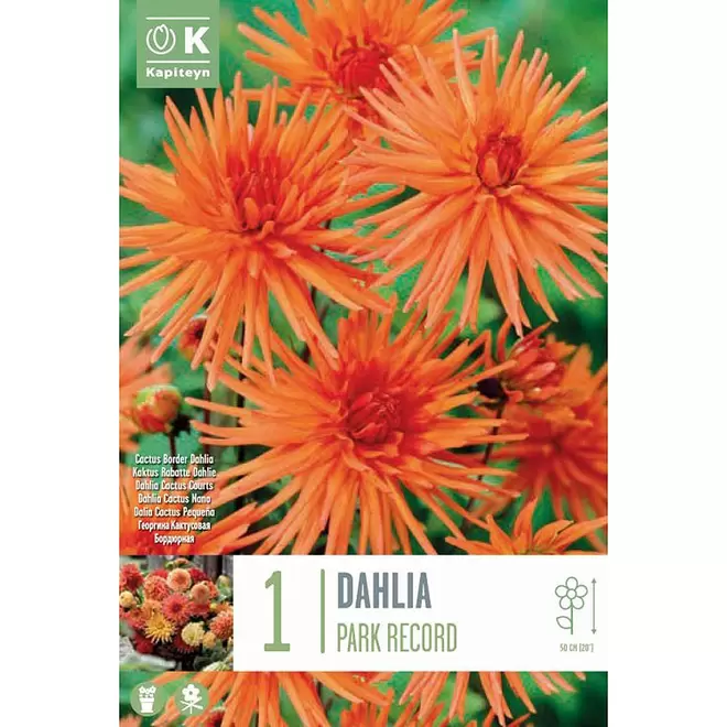 Dahlia Park Record (Single) offers at £3.99 in Webbs