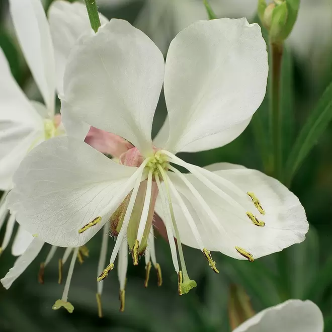 Gaura lindheimeri 'Geyser White' offers at £10.99 in Webbs