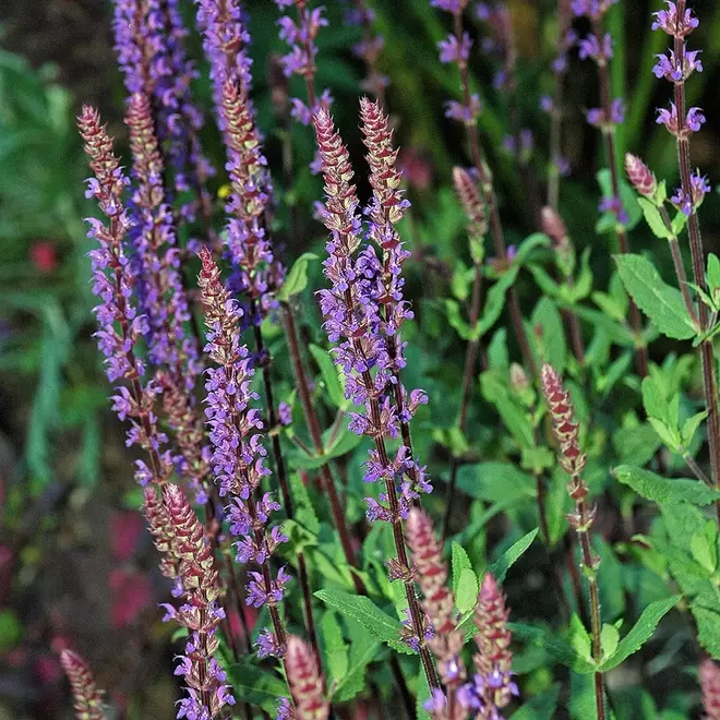 Salvia nemorosa 'Caradonna' offers at £10.99 in Webbs