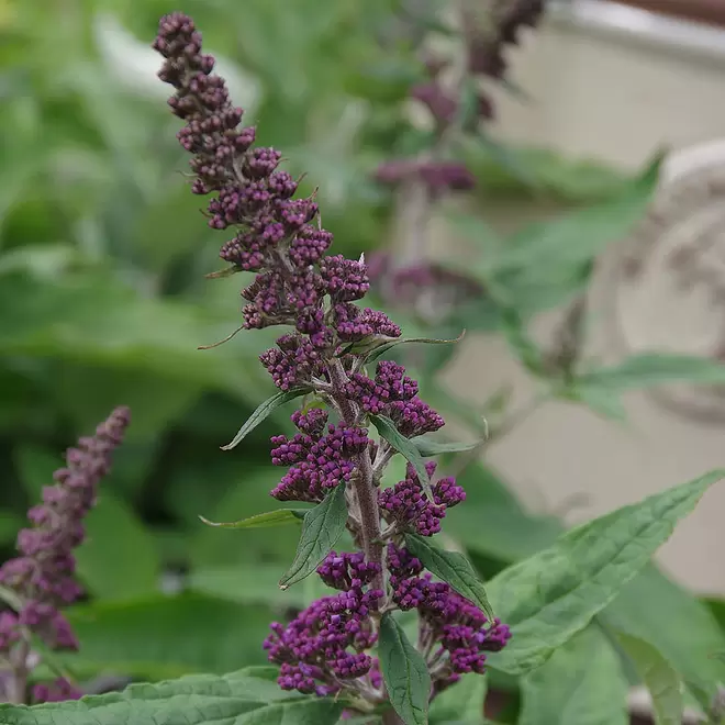 Buddleja 'Rocket Star Indigo' offers at £13.99 in Webbs