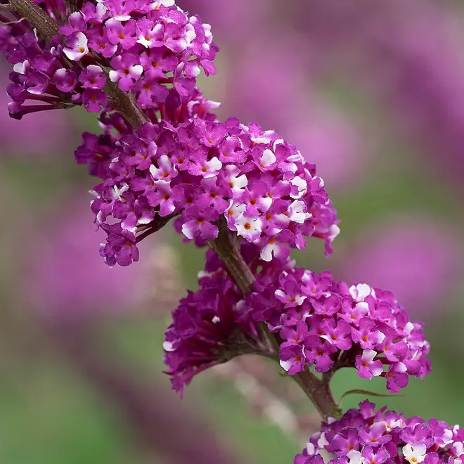 Buddleia 'Berries & Cream' offers at £13.99 in Webbs