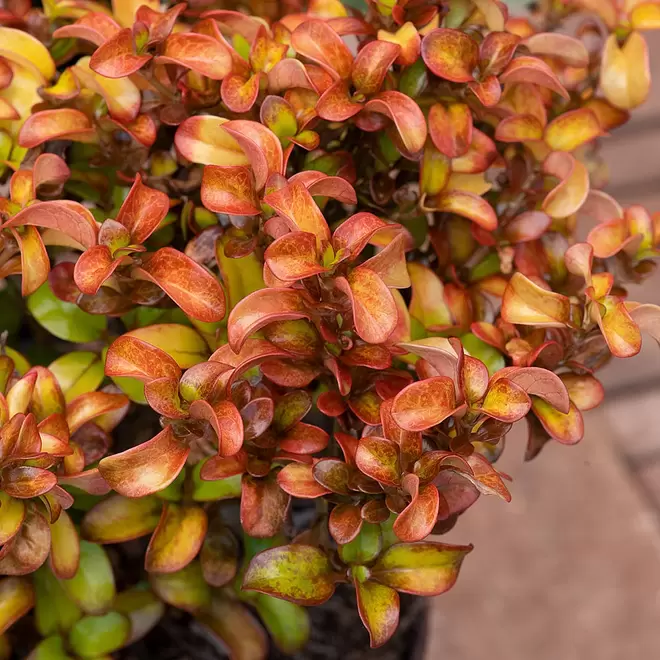 Coprosma repens 'Pina Colada' offers at £17.99 in Webbs