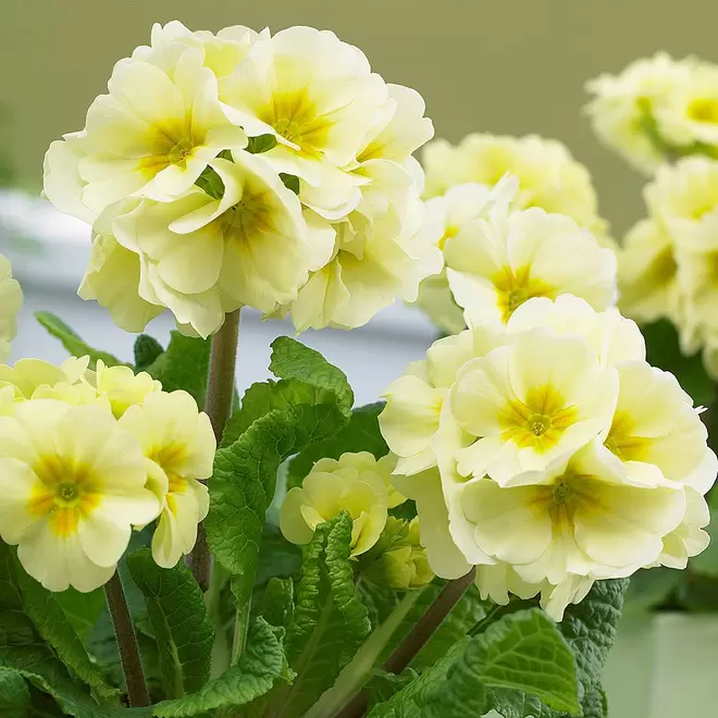 Primula elatior 'Sibel Lime' offers at £3.99 in Webbs