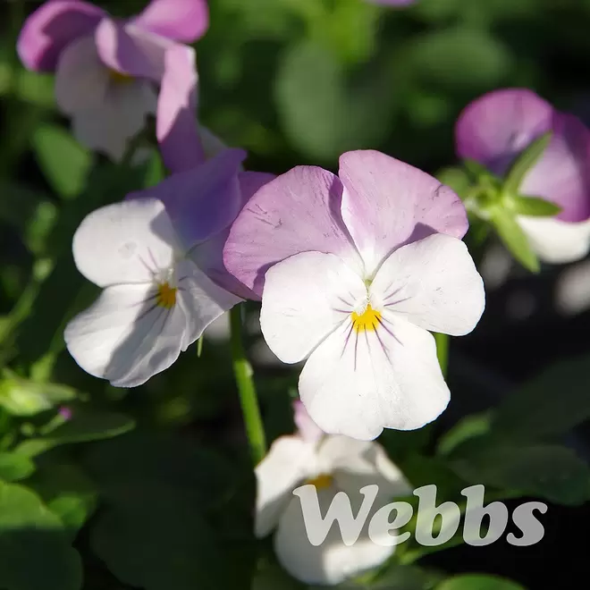 Viola 'Sorbet Pink Wing' offers at £2.99 in Webbs