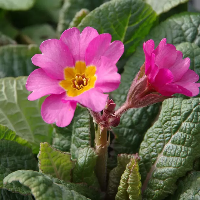 Primula elatior 'Sibel Pink' offers at £3.99 in Webbs