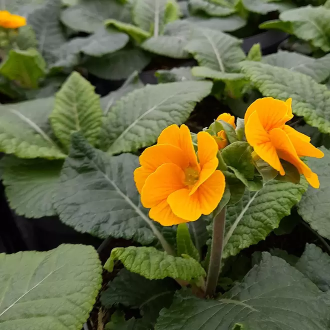 Primula elatior 'Sibel Gold' offers at £3.99 in Webbs