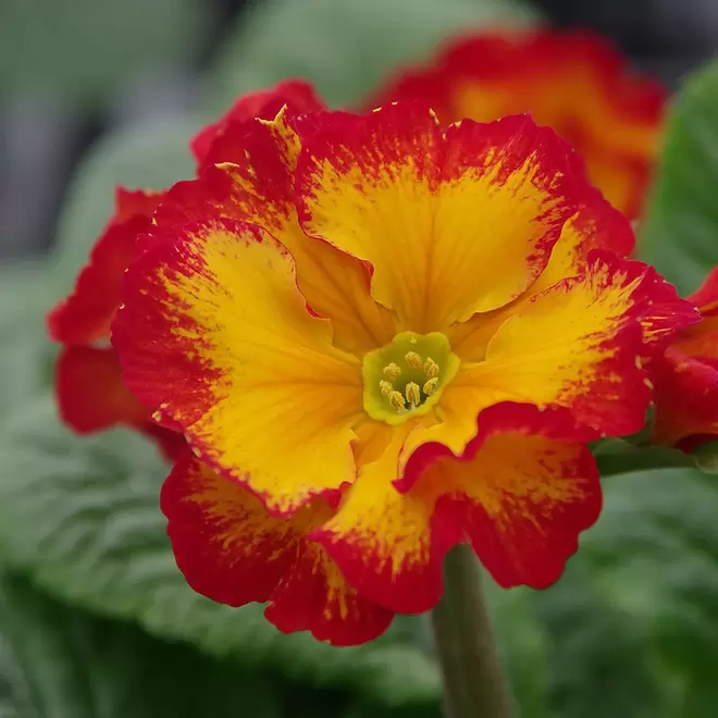 Primula elatior 'Sibel Scarlet Yellow' offers at £3.99 in Webbs