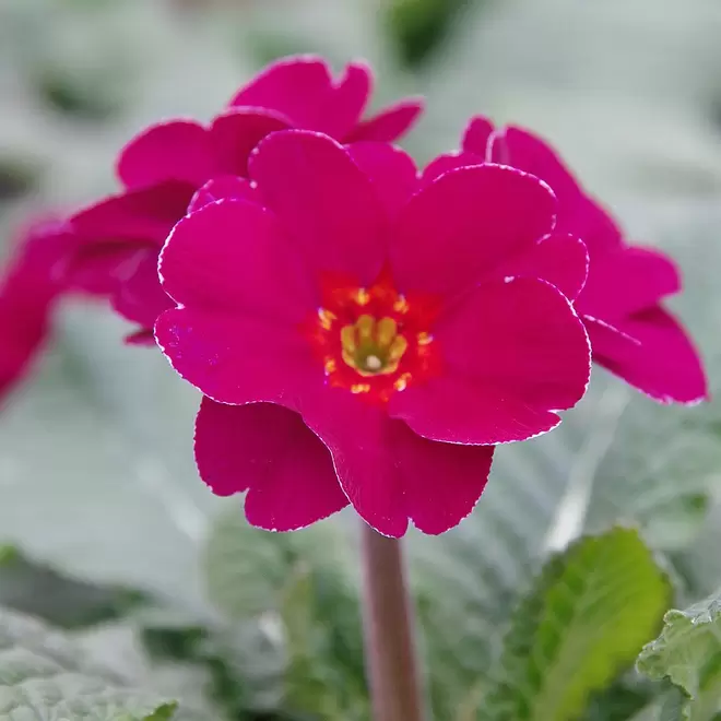 Primula elatior 'Sibel Purple' offers at £3.99 in Webbs