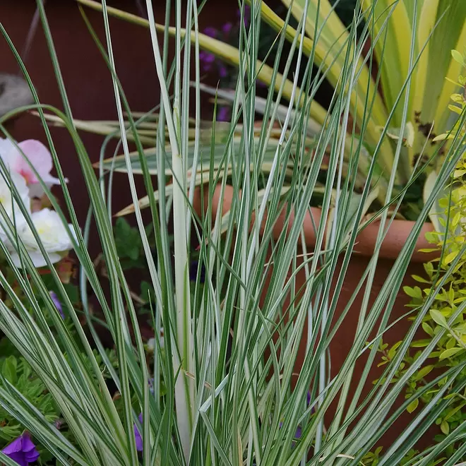 Cortaderia 'Silver Goblin' offers at £1149230000 in Webbs