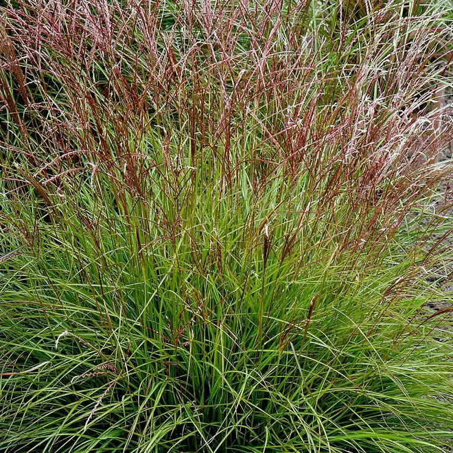 Miscanthus sinesis 'Cute One' offers at £10.99 in Webbs