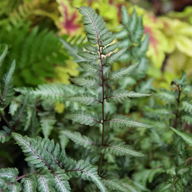 Athyrium 'Pewter Lace' offers at £10.99 in Webbs