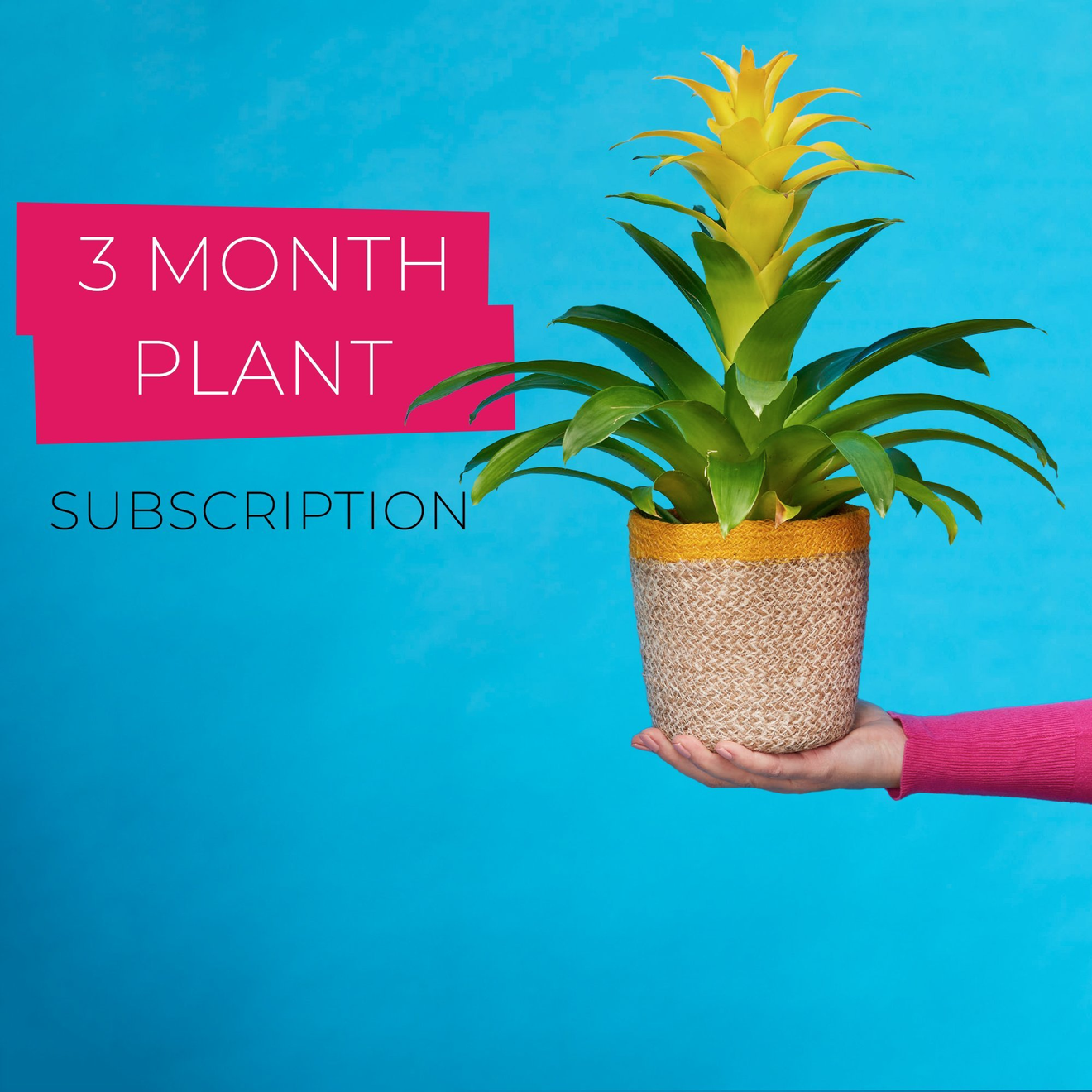 3 Month Plant Subscription offers at £68 in Flying Flowers