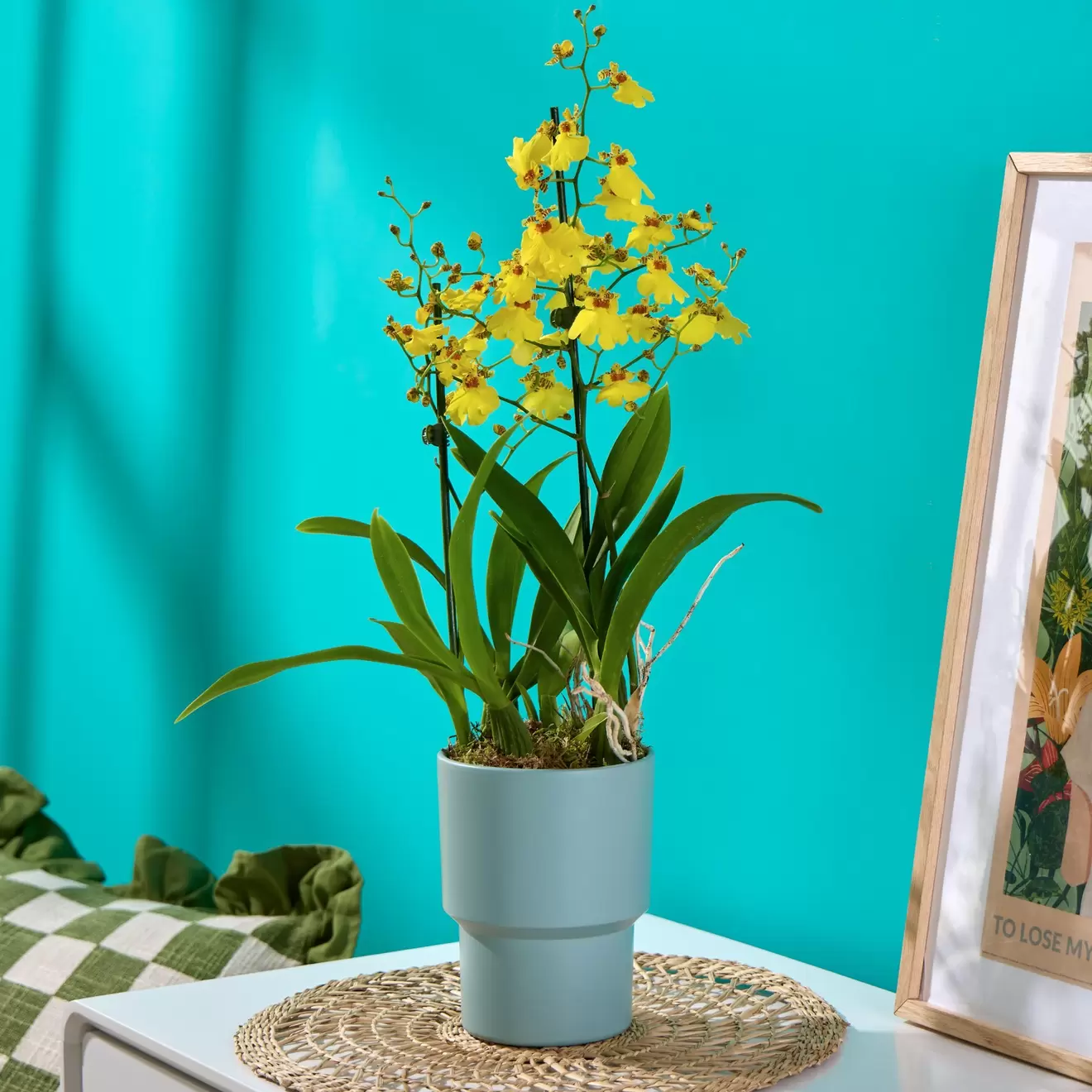 Joyful Yellow Orchid offers at £36 in Flying Flowers